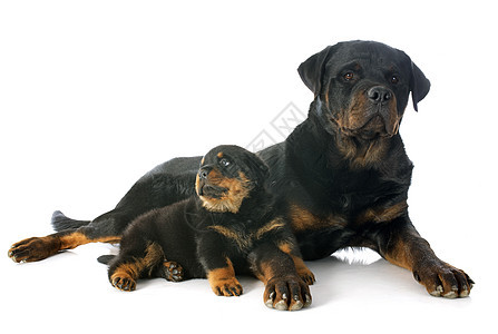 小狗和成年鸟女性工作室黑色宠物婴儿动物纳犬成人犬类母亲图片