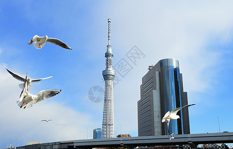 东京市风景景观世界场景建筑学晴空阳光办公室蓝色城市海鸥图片