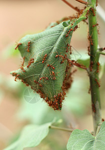将树上的绿叶结合成蚂蚁的巢图片