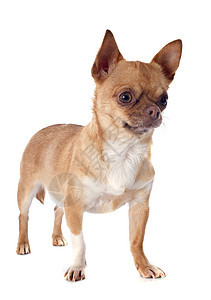 吉瓦华人宠物棕色伴侣动物工作室白色犬类图片