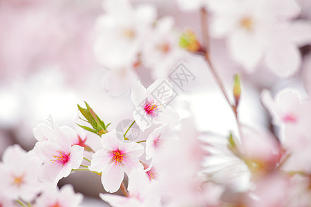 粉红色的樱花植物群粉色季节白色图片