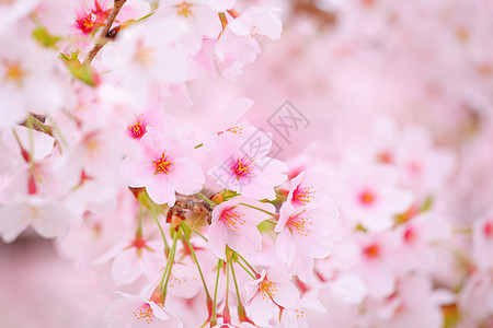 樱桃樱花植物学花瓣白色粉色季节宏观花园植物群图片