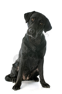 拉布拉多检索器犬类黑色宠物动物工作室背景图片