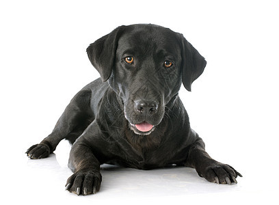 拉布拉多检索器宠物黑色工作室动物犬类图片
