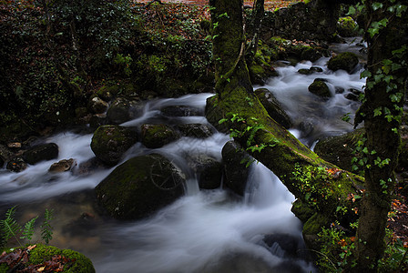 河流树木仙境瀑布流动液体薄雾乳白色石头岩石森林图片