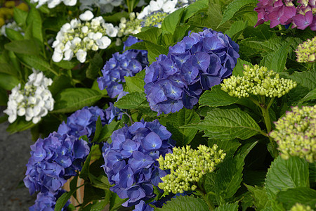 杂兰花hydranda太阳花圈蓝色草地灌木绣球花花园婚礼花束植物群图片