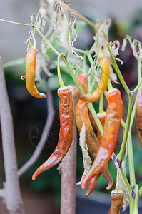 辣椒树枯死香料红色花园寒冷叶子胡椒食物蔬菜植物图片