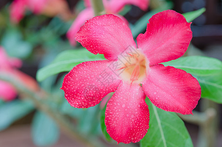 沙漠玫瑰植物百合玫瑰花园沙漠粉色红色园艺花瓣热带图片