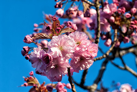Magnolia 春花图片