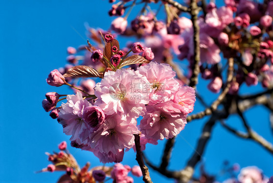 Magnolia 春花图片