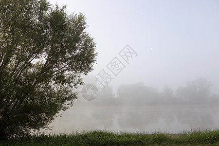 江雾反射旅行阴霾衬套农村场景树木蓝色薄雾花园图片