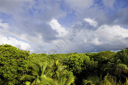 丛林荒野热带绿色叶子情调环境生态树叶树木异国图片