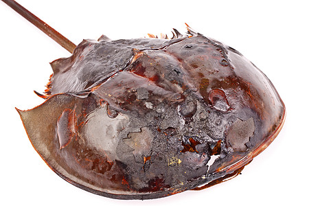 孤立地烤马鞋屎海洋水族馆马蹄铁螃蟹插图国王海洋生物射线动物旅行图片