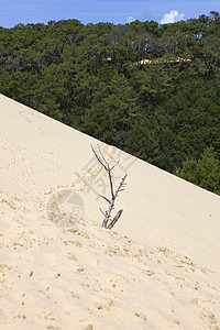 Pyla 南皮拉旅游旅行爬坡沙漠海滩闲暇脚步地标游客晴天图片