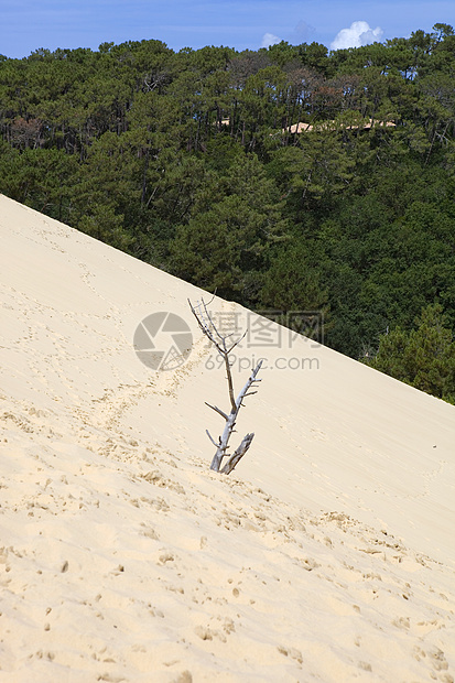 Pyla 南皮拉旅游旅行爬坡沙漠海滩闲暇脚步地标游客晴天图片