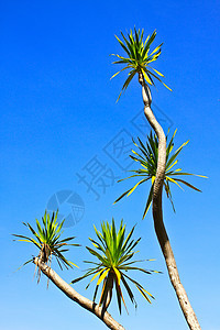 Dracaena树叶子植物棕色棕褐色纤维斑点植物群条纹古董图片