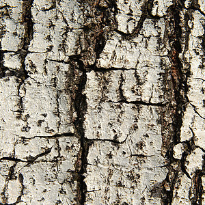 树皮上的骨折纹理背景皮肤棕色森林树干环境木材宏观皮层腐蚀图片