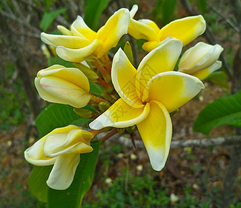 弗朗吉帕尼花朵情调绿色黄色香味热带叶子花园植物粉色香水图片