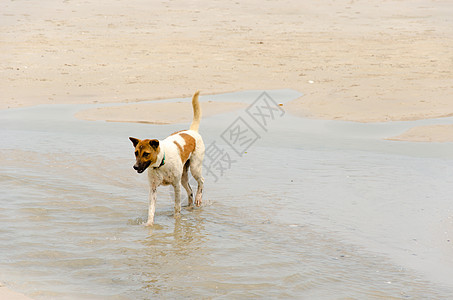 海犬海滩小狗海洋跑步白色宠物猎犬乐趣图片