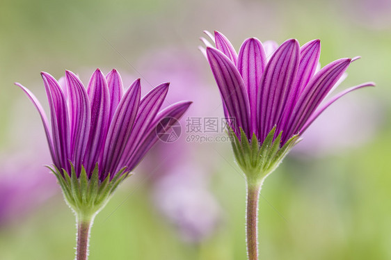 花朵全盛开的多变花朵宏观紫色雏菊花园花瓣植物绿色形体骨质子粉色图片