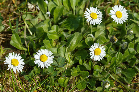 小型菊花花甘菊花朵白色环境绿色季节太阳花园黄色宏观图片