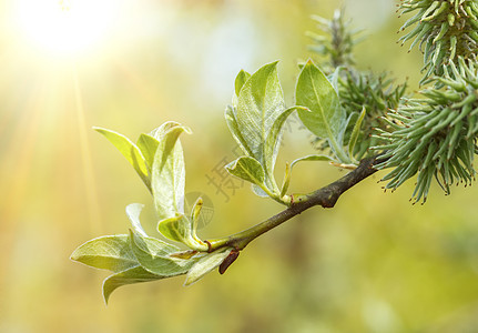 绿色春季背景枝条植物学季节生长花粉山羊太阳叶子公园阳光图片
