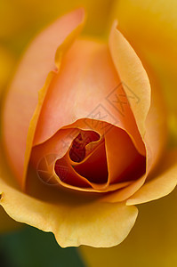 橙玫瑰花花园植物花瓣季节橙子玫瑰图片