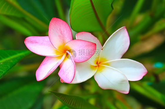 弗朗吉帕尼花园香水黄色粉色情调热带香味叶子异国绿色图片