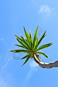 Dracaena树棕色斑点棕褐色叶子植物纤维植物群古董条纹图片