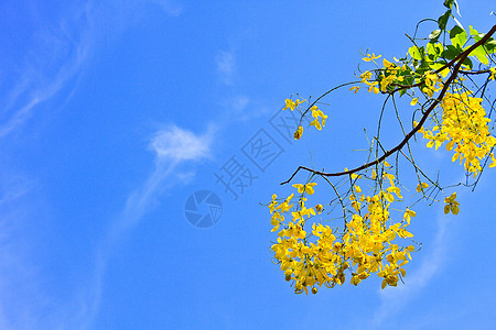 黄黄色花朵植物群淋浴金子季节花园国家植物学花瓣植物墙纸图片