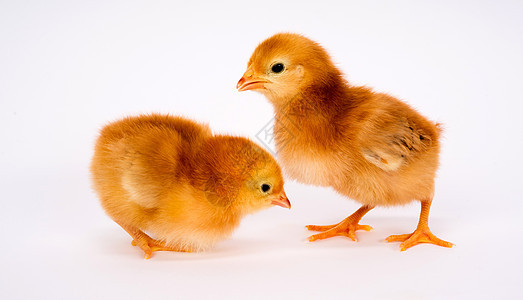 白罗得岛红雪地站立的新生小鸡鸡毛皮生活团体公鸡婴儿女性农场爪子翅膀起伏图片