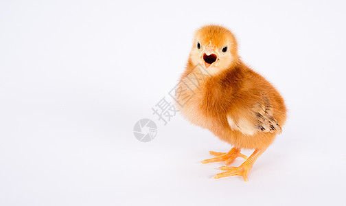 北罗得岛红鸡养鸡站立鸡小鸡后院爪子农场水禽动物游戏毛皮家禽婴儿图片