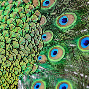 绿色孔雀羽毛蓝色男性野生动物动物尾巴宏观图片