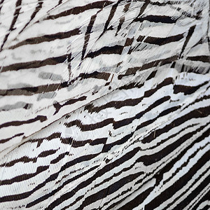 银青羽毛尾巴荒野动物白色男性野生动物黑色热带鸟类图片