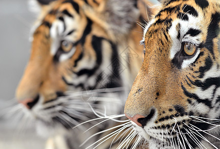 Bengal 老虎脸捕食者黄色白色野生动物毛皮动物园濒危异国荒野丛林图片