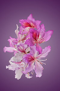 巴胡尼亚·布莱卡纳花朵图片
