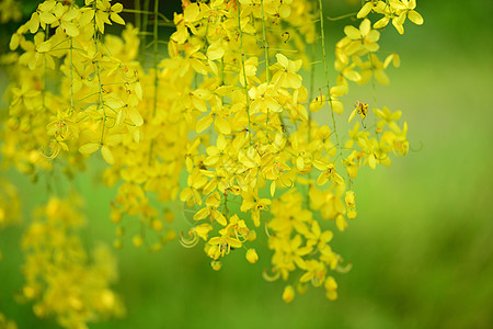 膀胱阴管瘘花花瓣肉桂金子国花宏观黄色三叶草花头植物公园图片