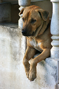 狗在等着呢哺乳动物安全楼梯房子朋友入口棕色男性动物警卫图片