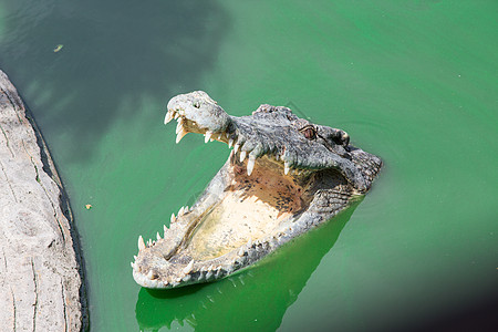鳄鱼红树连体捕食者动物皮革伏击沼泽团体力量鼻子图片