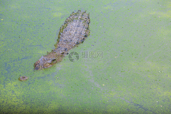 鳄鱼沼泽隐藏皮革红树猎人眼睛动物园连体河豚荒野图片