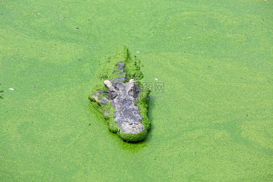 鳄鱼威胁皮革濒危动物动物园团体连体爬虫沼泽红树图片