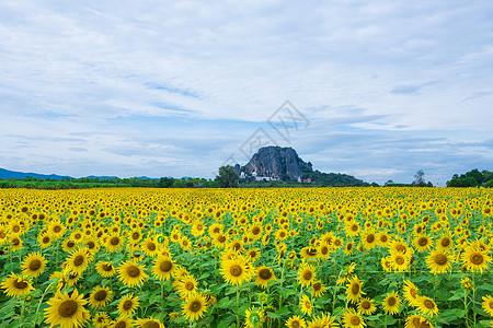 向日向太阳草地叶子阳光橙子植物种子天空生长圆圈图片