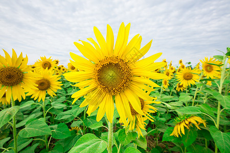 向日向圆圈生长地球叶子场地晴天向日葵植物橙子草地图片