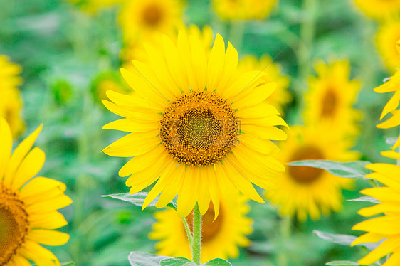 向日向生长植物橙子花瓣阳光花园场地向日葵地球种子图片