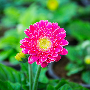 粉红色红色植物群白色格柏甘菊展示花瓣粉色礼物植物图片