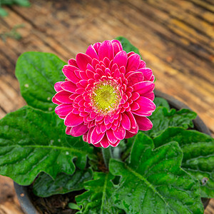 粉红色植物群礼物植物甘菊格柏展示白色红色花瓣粉色图片