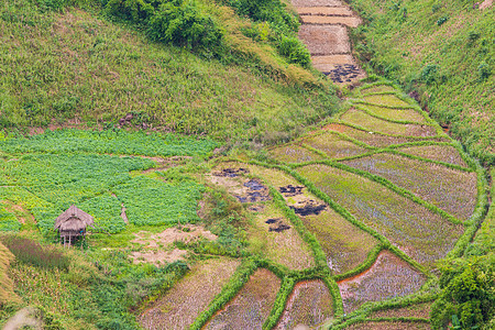 稻田植物食物国家阳台农场栽培韵律旅游脚步小屋图片