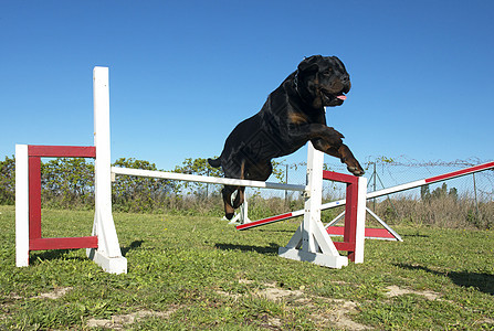 灵活地使用鼠鸟动物宠物天空黑色纳犬跳跃蓝色竞赛训练犬类图片