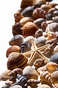 海壳和恒星星星生物热带贝壳宏观贝类游泳边界漩涡蜗牛图片