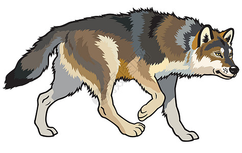 狼脊椎动物灰狼动物群动物园捕食者哺乳动物白色木头环境野生动物图片